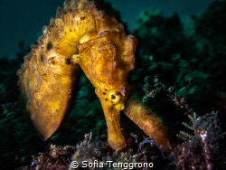 Big belly seahorse by Sofia Tenggrono 